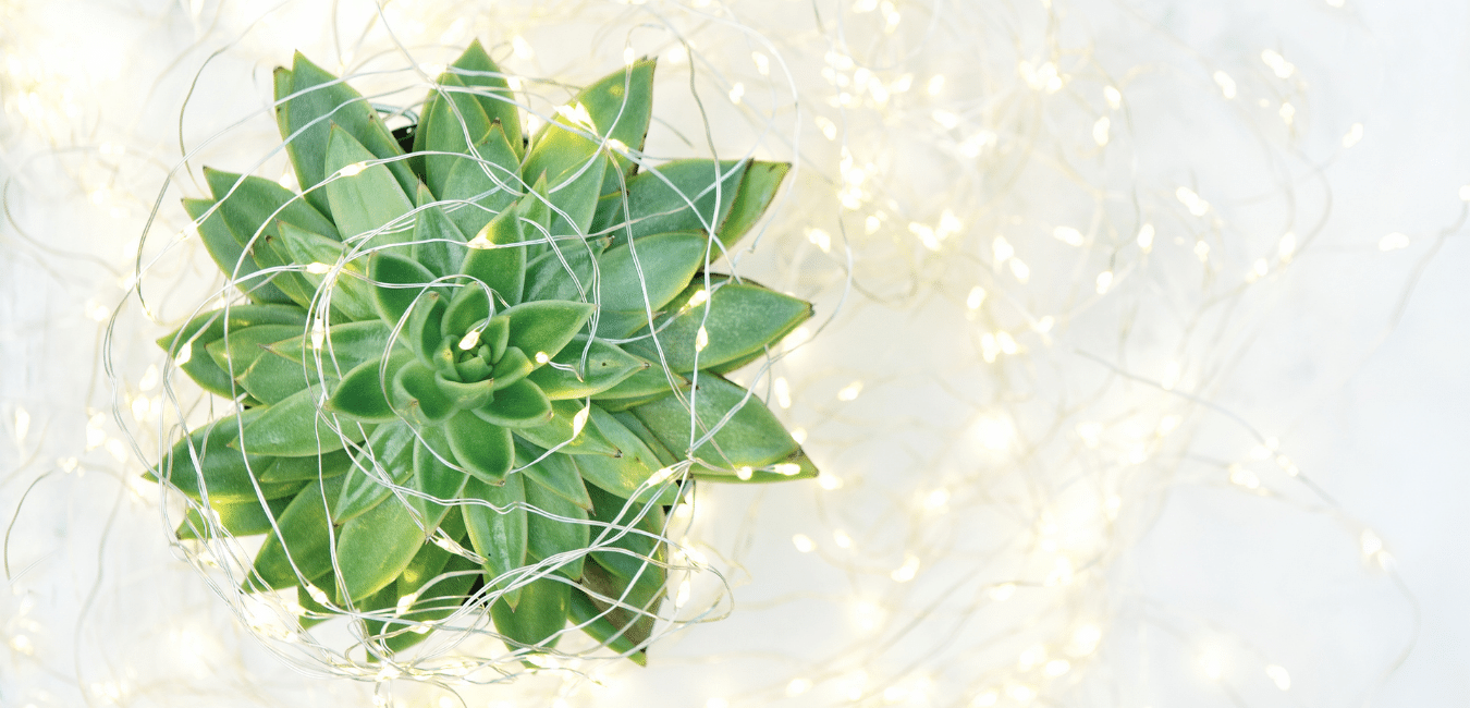 Succulent with holiday lights